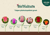 Pluktuinpakket Tulpen - Groot