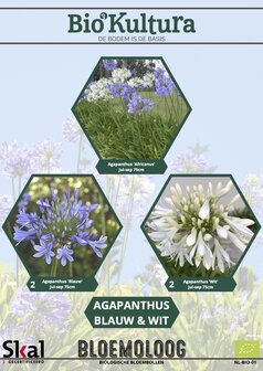 Agapanthusmix 