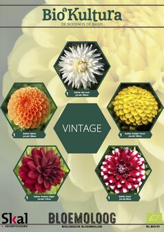 Dahliamix "Vintage"