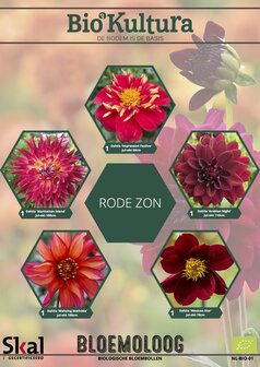 Dahliamix "Rode zon"