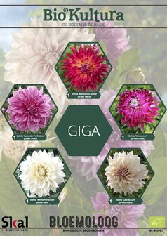 Dahliamix "Giga"