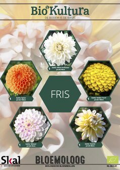 Dahliamix "Fris"