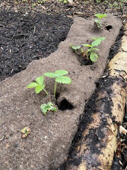 Mulchen in de natuurlijke moestuin