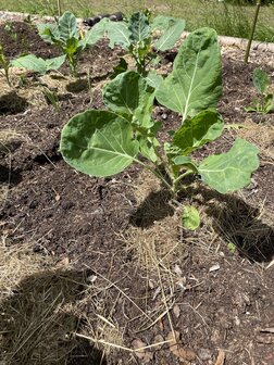 Mulchen in de natuurlijke moestuin