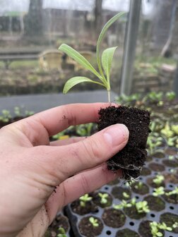 Pluktuinpakket - inclusief alle benodigdheden &eacute;n zaaihandleiding 