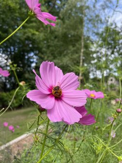 Pluktuinpakket - inclusief alle benodigdheden &eacute;n zaaihandleiding 