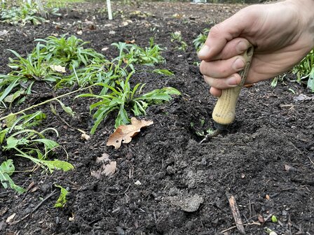 Plantschepje &ndash; De Wit