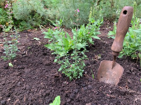 Plantschepje &ndash; De Wit