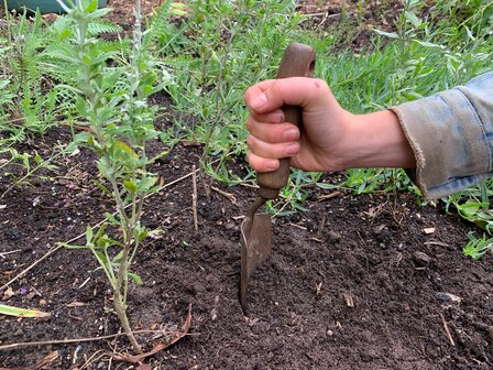 Plantschepje &ndash; De Wit