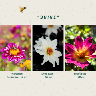 Shine