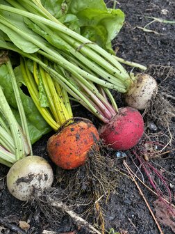 MoestuinMaat pakket: klaar voor de start