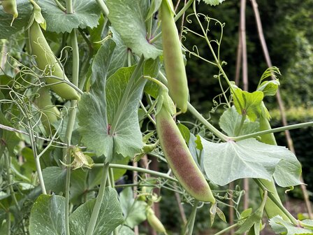 MoestuinMaat pakket: klaar voor de start