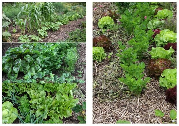 Zeven Stappen naar een Natuurlijke Moestuin