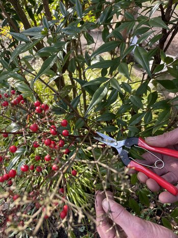 Felco Oogst-en bloemenschaar