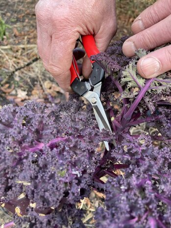 Felco Oogst-en bloemenschaar