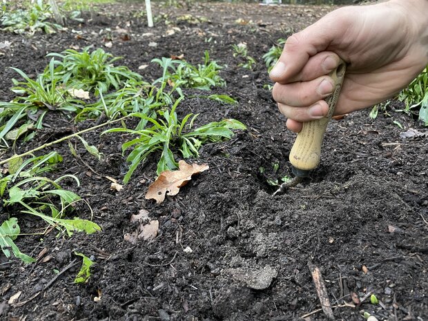 Plantschepje – De Wit