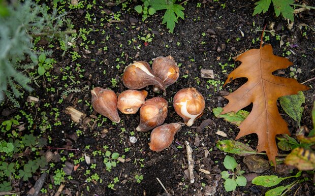 Pluktuinpakket groot