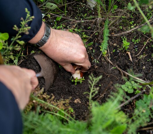 Bloembollenpakket Bijzonder mooi