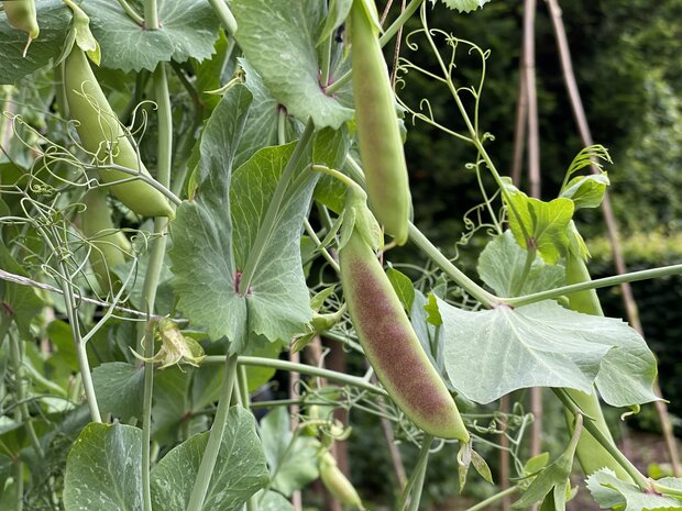 MoestuinMaat pakket: klaar voor de start