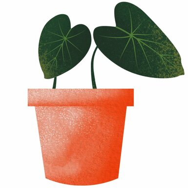 Voeding voor potplanten