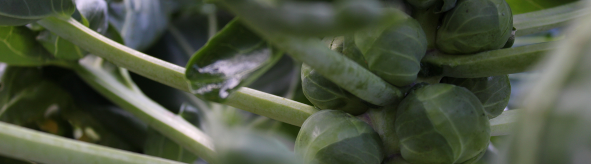 Moestuinboeken