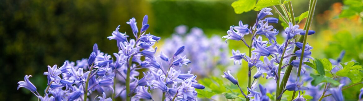 Mineralen-&-Voeding-voor-potplanten