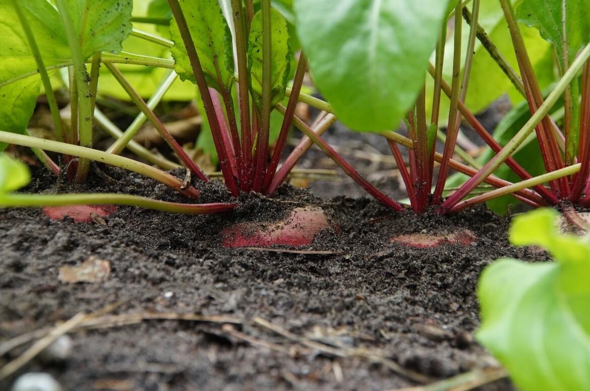 Kale grond in je moestuin? 3 manieren om hem te bedekken