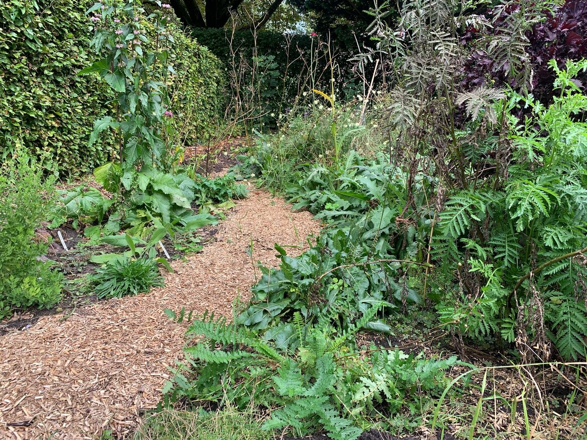Miscanthus gebruiken als mulch Miscanthus gebruiken als mulch