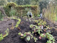 Een nieuwe tuin beplanten: zo ga je te werk