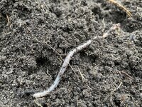 Welke bodemdieren leven er in je grond?