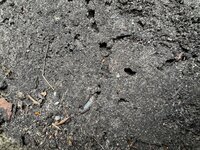 Wat gebeurt er in de bodem? Zo stimuleer je het bodemleven (en dit werkt niet)