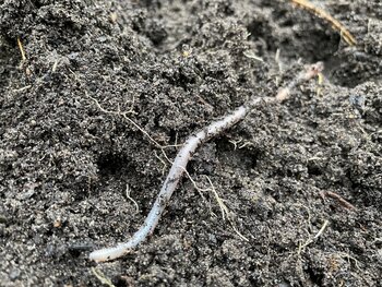 Welke bodemdieren leven er in je grond?