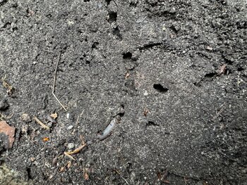 Wat gebeurt er in de bodem? Zo stimuleer je het bodemleven (en dit werkt niet)