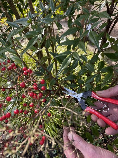 Felco Oogst-en bloemenschaar