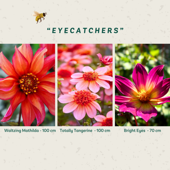 Dahliapakket 'Eyecatchers'