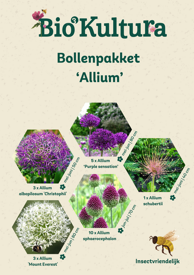 Bloembollenpakket Allium
